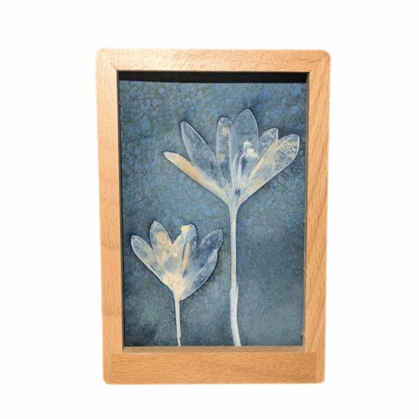 WET CYANOTYPE FLEUR CROCUS COLCHIQUE TABLEAU DECO