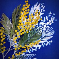 Cyanotype mimosa les ames sauvages pau 64