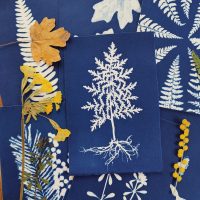 tableau cyanotype - achillee millefeuilles - annelaure baratte artiste