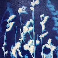 cyanotype - chatons de saules- monein 64